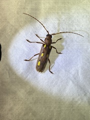 Coccoderus amazonicus