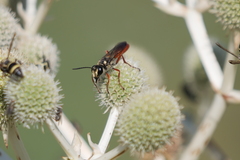Sphecini