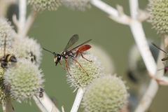 Sphecini