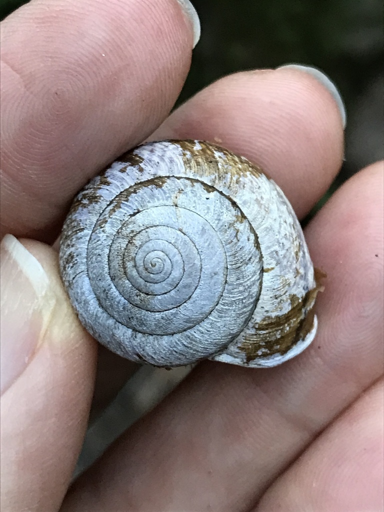 Helminthoglypta arrosa marinensis