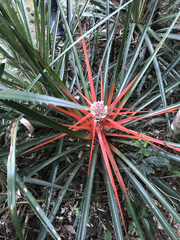 Bromelia balansae