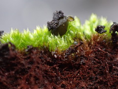 Bryum radiculosum