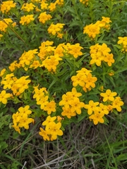 Lithospermum caroliniense