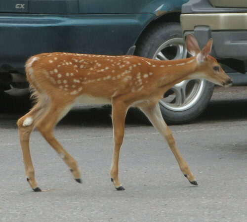 White-tailed Deer photographed in Montana