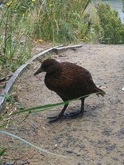 Gallirallus australis scotti