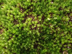 Bryum radiculosum