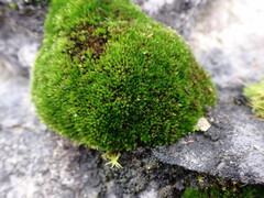 Bryum radiculosum