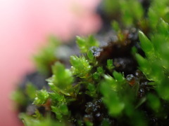 Bryum dichotomum