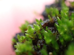 Bryum dichotomum