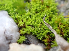 Pseudocrossidium hornschuchianum