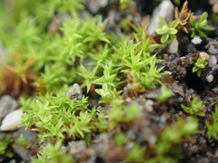 Pseudocrossidium hornschuchianum