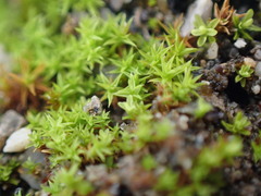 Pseudocrossidium hornschuchianum