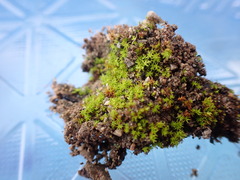 Pseudocrossidium hornschuchianum