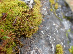 Vinealobryum vineale