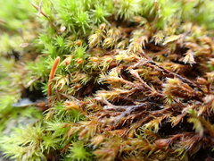 Schistidium papillosum