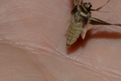 Ochropleura implecta