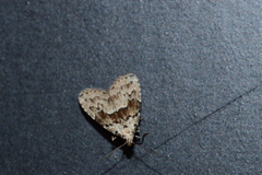Hypenodes franclemonti