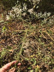 Eupatorium hyssopifolium