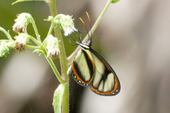 Ithomia salapia