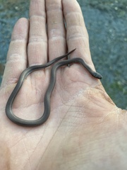 Contia tenuis