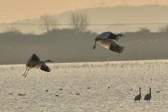 Leucogeranus leucogeranus