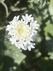 Chaenactis stevioides