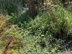 Sagittaria sanfordii