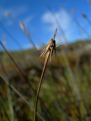 Carex microglochin
