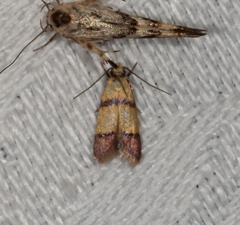 Heteroteucha distephana