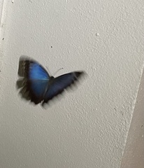Morpho helenor montezuma