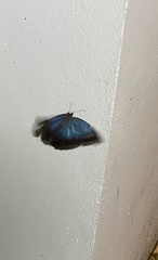 Morpho helenor montezuma