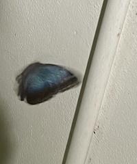 Morpho helenor montezuma