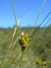 Carex oligosperma