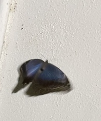 Morpho helenor montezuma