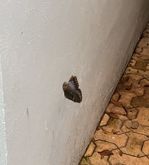 Morpho helenor montezuma