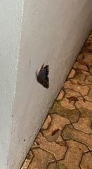 Morpho helenor montezuma