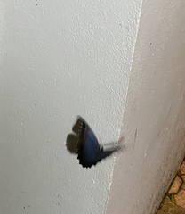 Morpho helenor montezuma