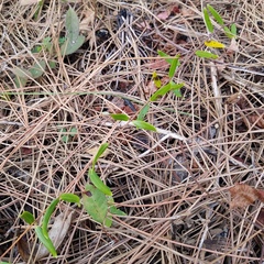 Angadenia