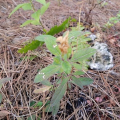 Ruellia caroliniensis