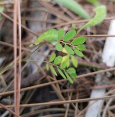 Phyllanthus pentaphyllus