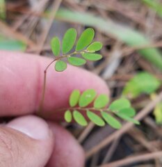 Phyllanthus pentaphyllus