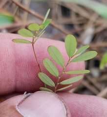 Phyllanthus pentaphyllus