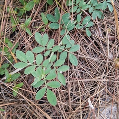 Indigofera miniata