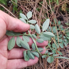 Indigofera miniata