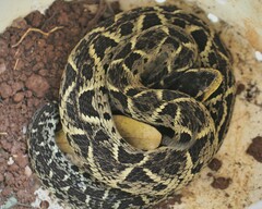 Bothrops jararacussu