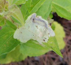 Calycomyza eupatorivora