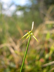Carex pauciflora