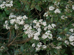 Olearia furfuracea