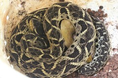 Bothrops jararacussu