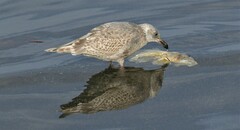 Larus glaucescens